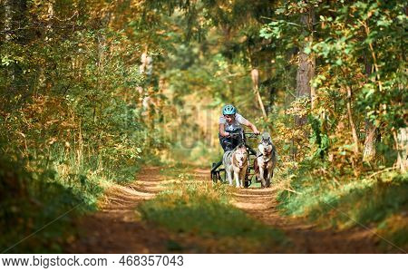 Svetly, Kaliningrad Oblast, Russia - October 2, 2021 - Carting Dog Sports, Active Siberian Husky Dog