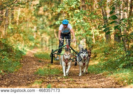Svetly, Kaliningrad Oblast, Russia - October 2, 2021 - Carting Dog Sports, Active Siberian Husky Dog