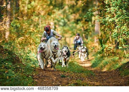Svetly, Kaliningrad Oblast, Russia - October 2, 2021 - Carting Dog Sports, Active Siberian Husky Dog