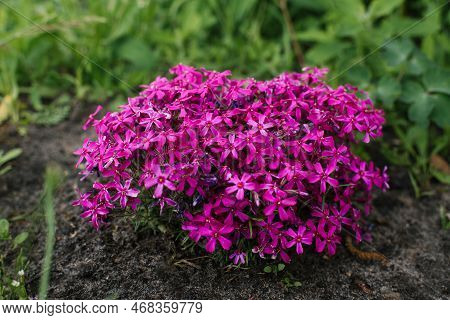 Bright Pink Styloid Phlox Blooms In The Garden In Spring