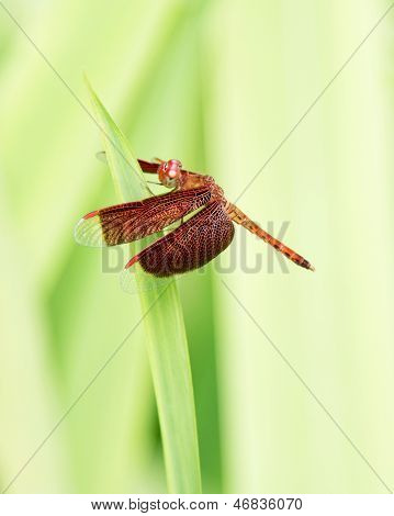 Gemeinsame Sonnenschirm-Libelle