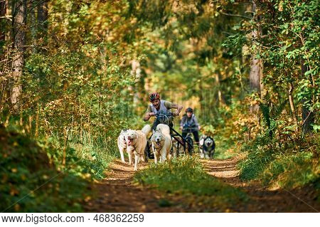 Svetly, Kaliningrad Oblast, Russia - October 2, 2021 - Carting Dog Sports, Active Siberian Husky Dog