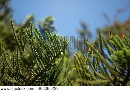 Closeup Of Needle-like Leaves Of Araucaria Columnaris Or Cook Pine