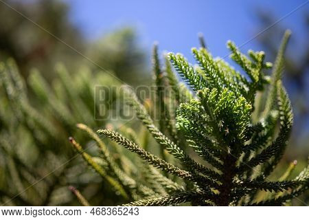 Closeup Of Needle-like Leaves Of Araucaria Columnaris Or Cook Pine