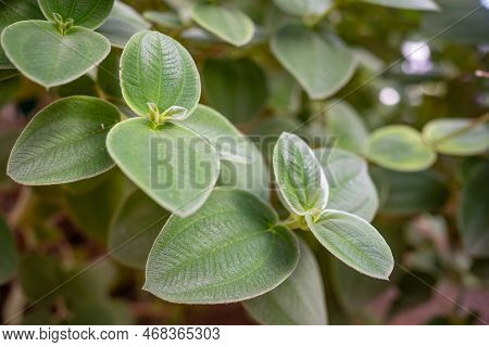 Silvery Green Leaves Of Silverleafed Princess Flower. Pleroma Heteromallum