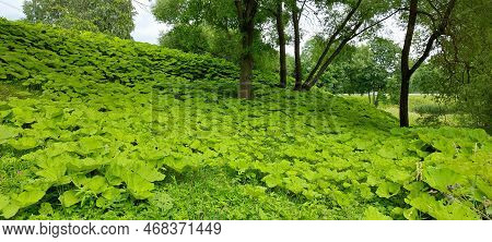 Landscape Decorated With Fresh Leaves Of Butterbur Petasites