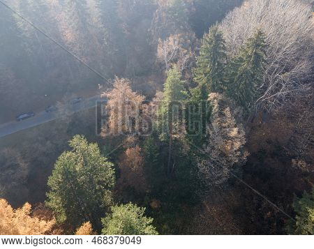 Aerial View Of Old Sequoia Forest Near Village Of Bogoslov, Bulgaria