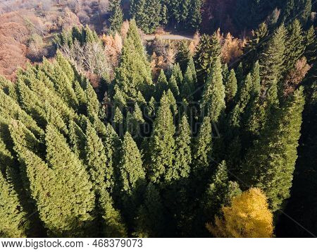 Aerial View Of Old Sequoia Forest Near Village Of Bogoslov, Bulgaria