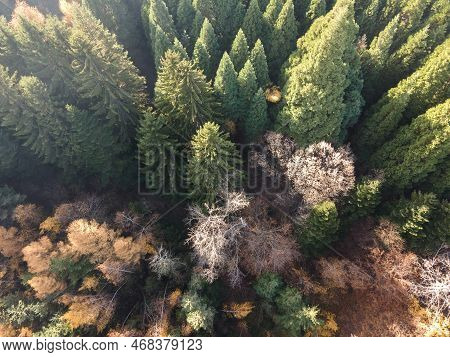 Aerial View Of Old Sequoia Forest Near Village Of Bogoslov, Bulgaria