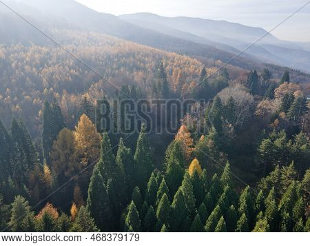 Aerial View Of Old Sequoia Forest Near Village Of Bogoslov, Bulgaria