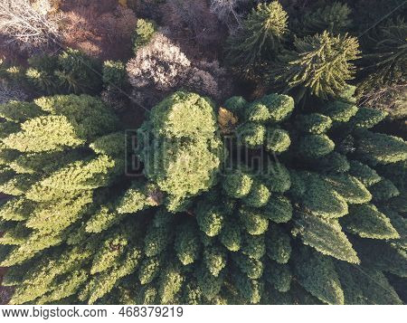Aerial View Of Old Sequoia Forest Near Village Of Bogoslov, Bulgaria