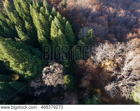 Aerial View Of Old Sequoia Forest Near Village Of Bogoslov, Bulgaria