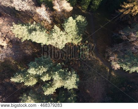 Aerial View Of Old Sequoia Forest Near Village Of Bogoslov, Bulgaria