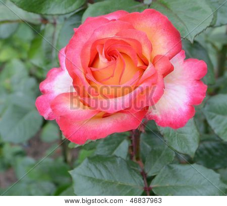 Rose Flowering