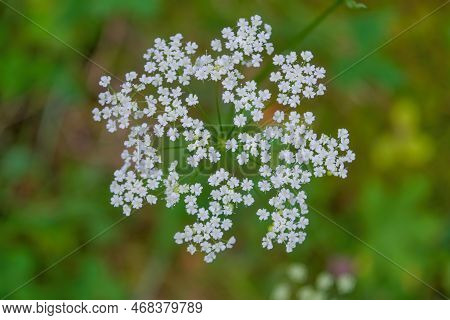 Macro Of Blooming White Pimpinella Saxifraga Or Burnet-saxifrage Flowers Plant With Blurred Backgrou