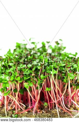 Young Shoots Microgreen Of Radish Coral Grown On A Linen Mat For Eating. Green Leaves And Red Stems