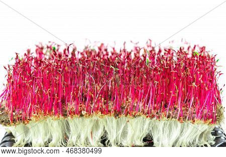 Young Shoots Microgreen Of Amaranth With Large White Roots Grown On A Linen Mat For Eating. Red And