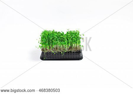 Green Young Sprouts Of Arugula Grown On A Linen Mat For Eating. White Background. Close Up.