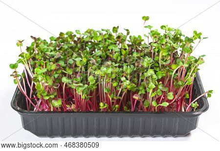 One Container With Grown Shoots Microgreen Of Radish Coral. Green Young Leaves And Red Stems Of Spro