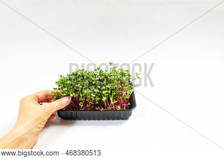 Woman's Hand Plucks Microgreen Of Radish Coral Sprouts. White Background.