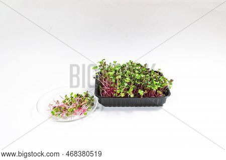 Cut Radish Coral Microgreen Sprouts On A Plate Near A Container With Green Red Young Shoots. White B