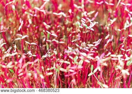 Young Shoots Microgreen Of Amaranth Grown For Eating. Red And Green Leave. Foliage Leaf Background.