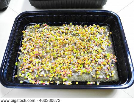 One Container With Germinated Seeds With Fluffy Micro Roots Of Radish Coral. Growing Microgreens. Wh
