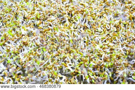Germinated Seeds With Fluffy Micro Roots Of Alfalfa Close Up. Growing Microgreens.
