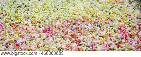 Germinated Seeds With Fluffy Micro Roots Of Amaranth Close Up. Growing Microgreens.