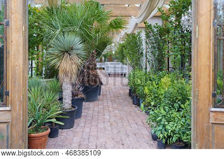 Lush Tropical Greenhouse Full Of Various Exotic Plants, Benches Inside Of Glass Orangery. Evergreen 