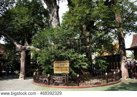 Giant Large Tamarine Tree Plant 1000 Year Old In Khum Khun Phaen Garden Park In Wat Khae Temple For
