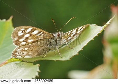 Natural Upward Angle Close Up On A Speckled Wood Butterfly , Pararge Aegeria Sitting On A Green Leaf