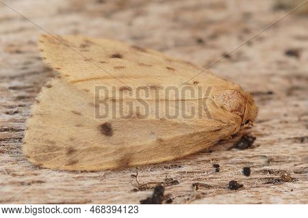 Natural Closeup On The Pale Oclored Round-winged Muslin Moth, Thumatha Senex Sitting On Wood