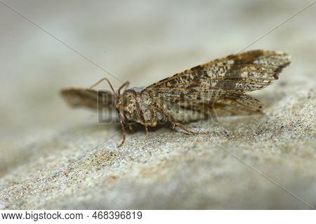 Upward Angle Closeup On The Peacock Geometer Moth, Macaria Notata