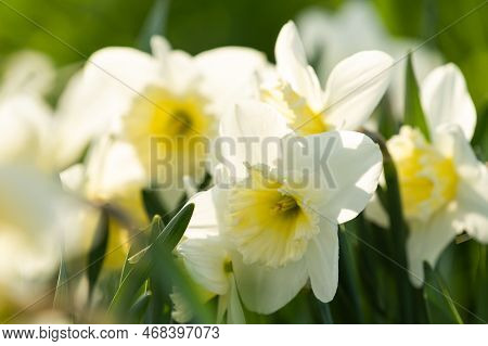 Narcissus Flowers Close Up. Floral Spring Background. Blooming Daffodils In The Field. White Flowers