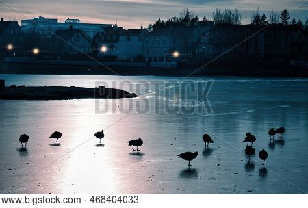 White Swans And Colored Ducks Swimming On City Lake In Rejkjavik, Iceland