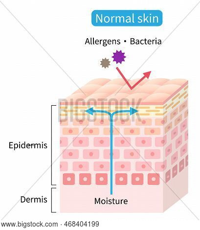 Normal Skin Cell Layer. Skin Barrier Helps Retain Moisture And Protect From External Stimuli. Health