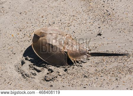 A Horseshoe Crab Lays On The Beach Stranded After A Storm At Atlantic Beach,north Carollina