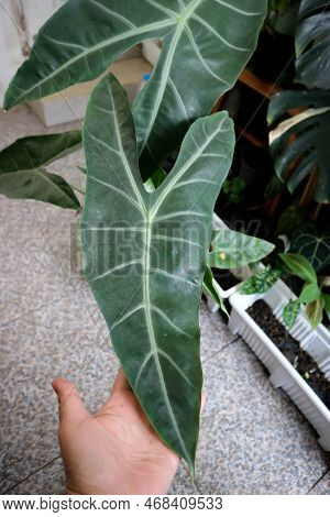 Alocasia Longiloba Miq, Araceae Or Alocasia Longiloba Plant