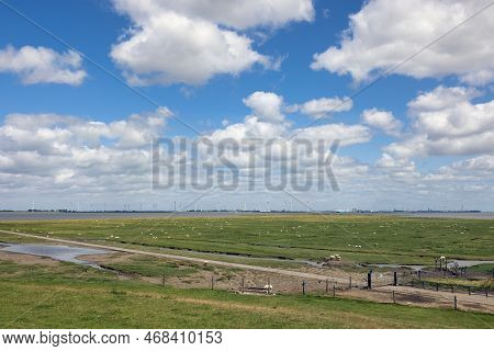 Salt Marsh With Grazing Sheep In Dutch Province Groningen Near Punt Van Reide And Beautiful Cloudy S