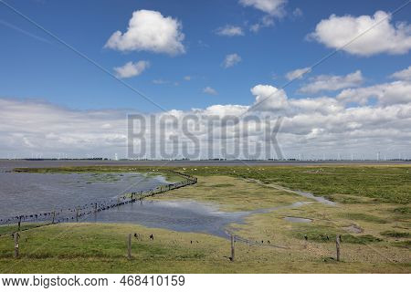 Salt Marsh With Grazing Sheep In Dutch Province Groningen Near Punt Van Reide And Beautiful Cloudy S