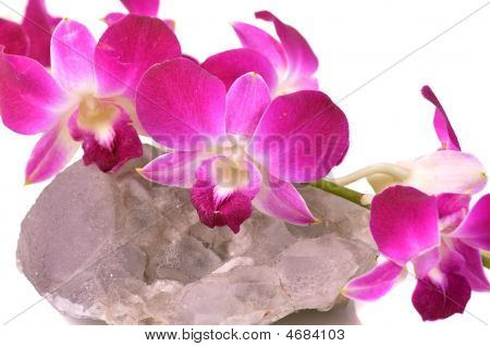 Orquídea