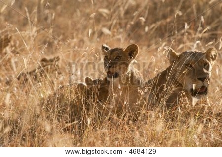 Lions Pride In erba al tramonto