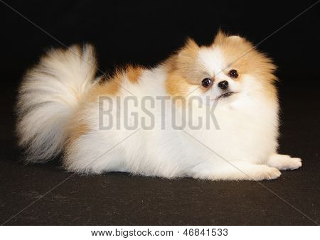 Lulu Pomerânia