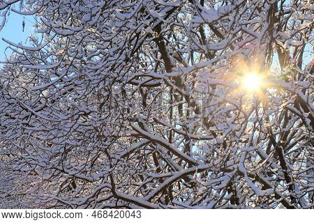 Winter Forest Landscape Background The Rays Of Sun Break Through Snow-covered Tree Branches In Winte