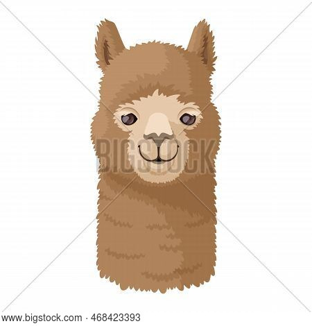 Alpaca Head Front View Vector Illustration. Cute Alpaca Looks At The Camera And Smiles.