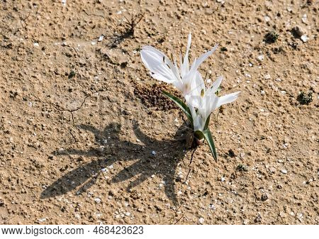 Flowering Of Colchicium (lat. - Colchicum Ritchii) In The Winter In The Negev Desert