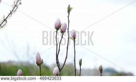 Yulan Magnolia Flowers Are Starting To Bloom. Scientific Name Is Magnolia Denudata.