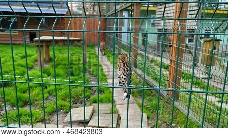 Far Eastern Leopard And Its Life In The Zoo, The Zoo Of Ukraine, An Endangered Species Of Predators.