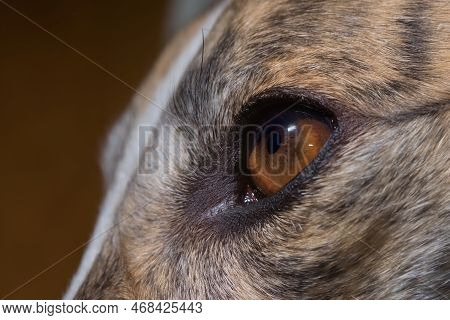 Detail Of Rich Brown Iris Of Greyhounds Eye Shown. Anatomy Including Crypts, Radial Furrows, Pigment